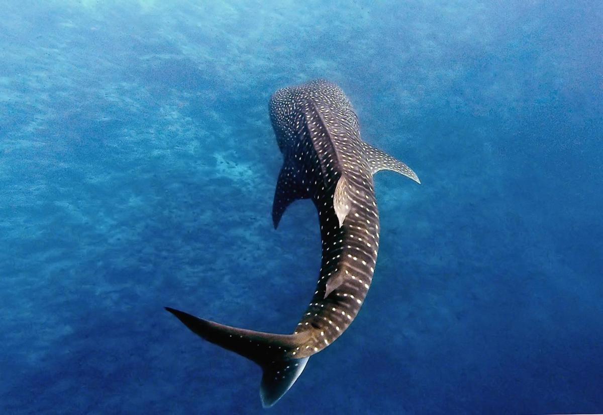 Manta Reserve Maalhos  외부 사진